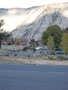 more elk in people's yards.JPG